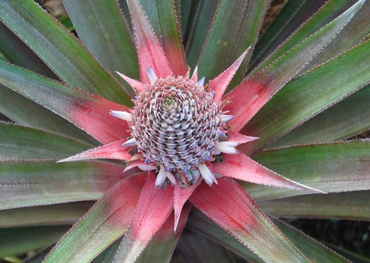 Brasil lança zoneamento climático nacional para cultivo de abacaxi