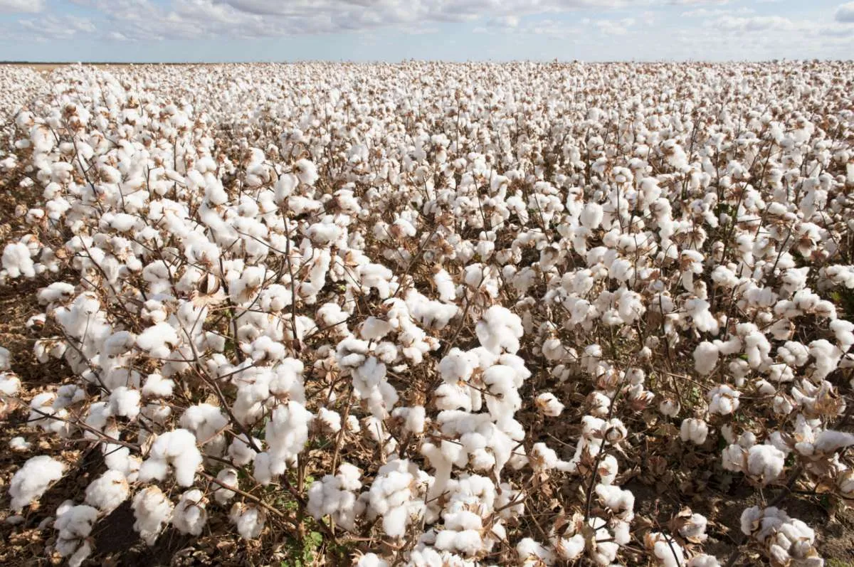 Algodão atinge maior média mensal em dois anos, mas cenário global ainda é de pressão