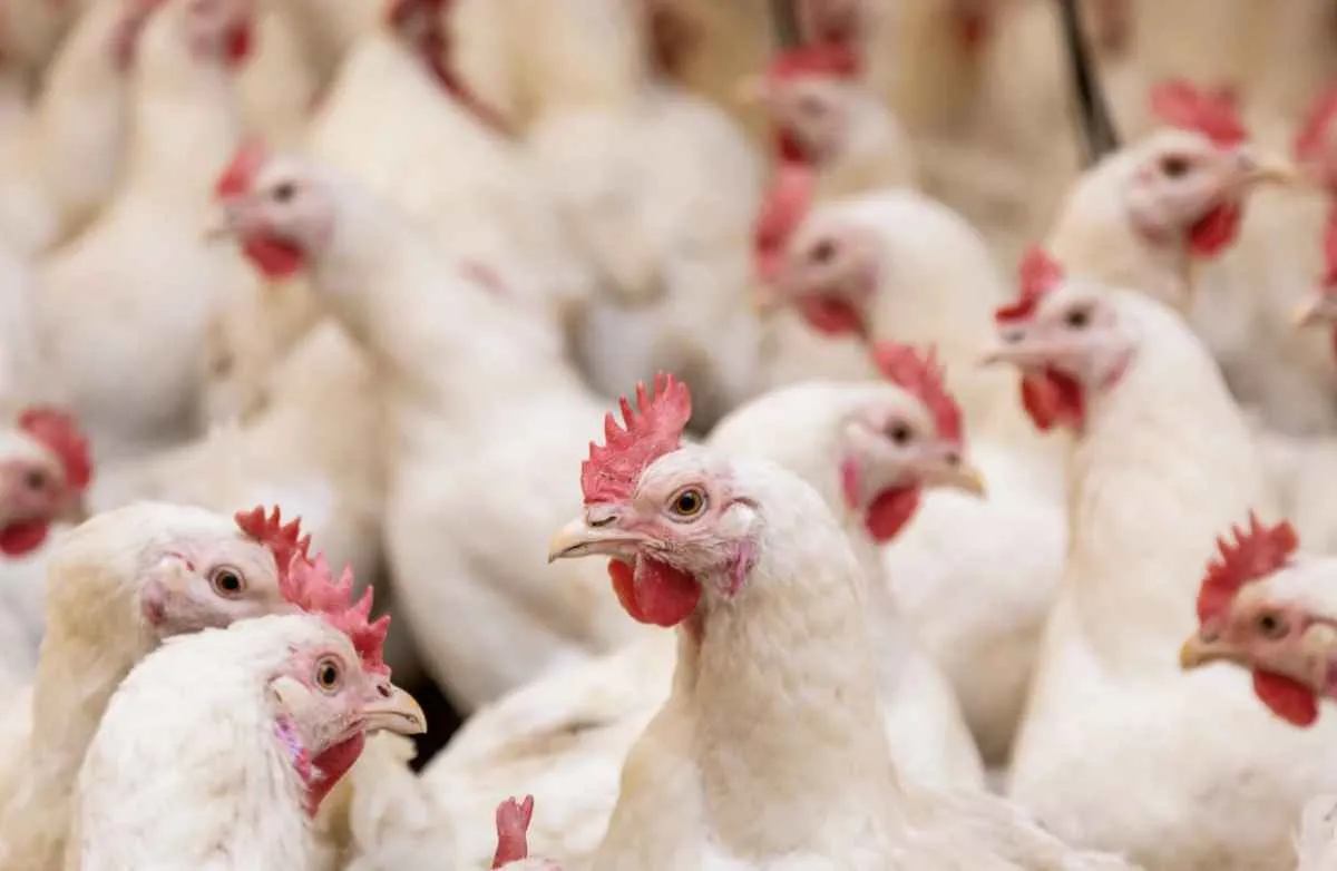 Bahia continua livre da Gripe Aviária após descartar casos suspeitos
