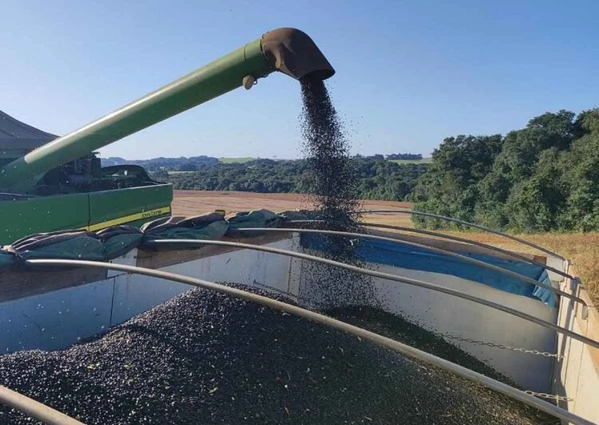 Brasil exporta 400 mil ton de feijão e bate recorde histórico