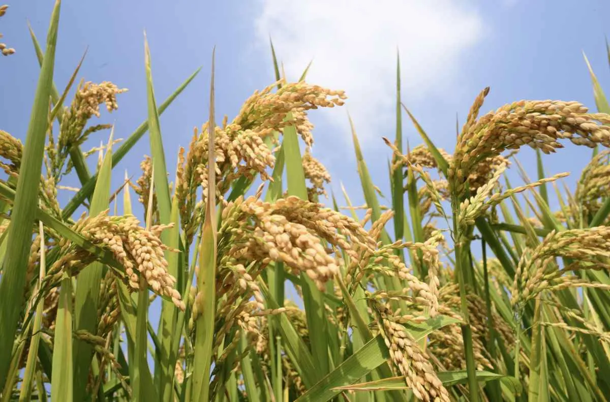 Indicador do arroz atinge menor valor nominal desde julho de 2022