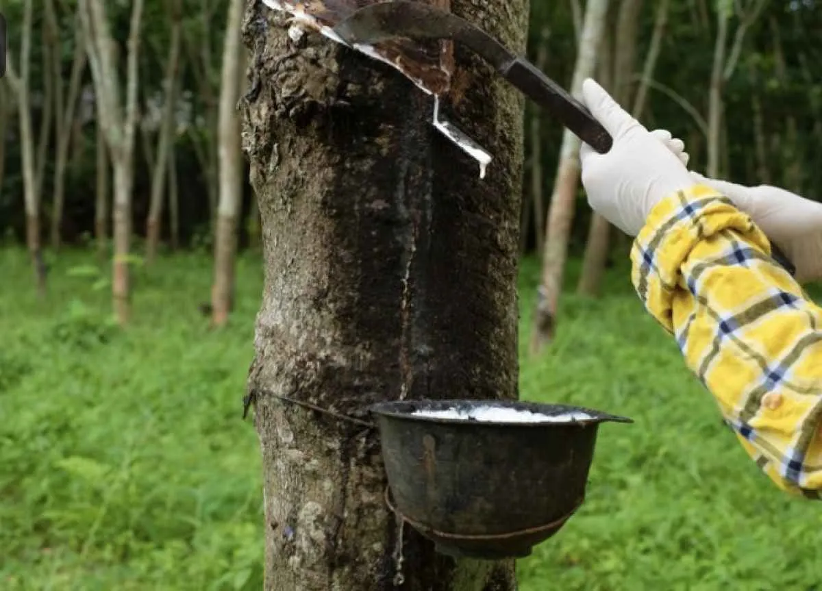 Preço de referência da borracha natural importada recua em abril
