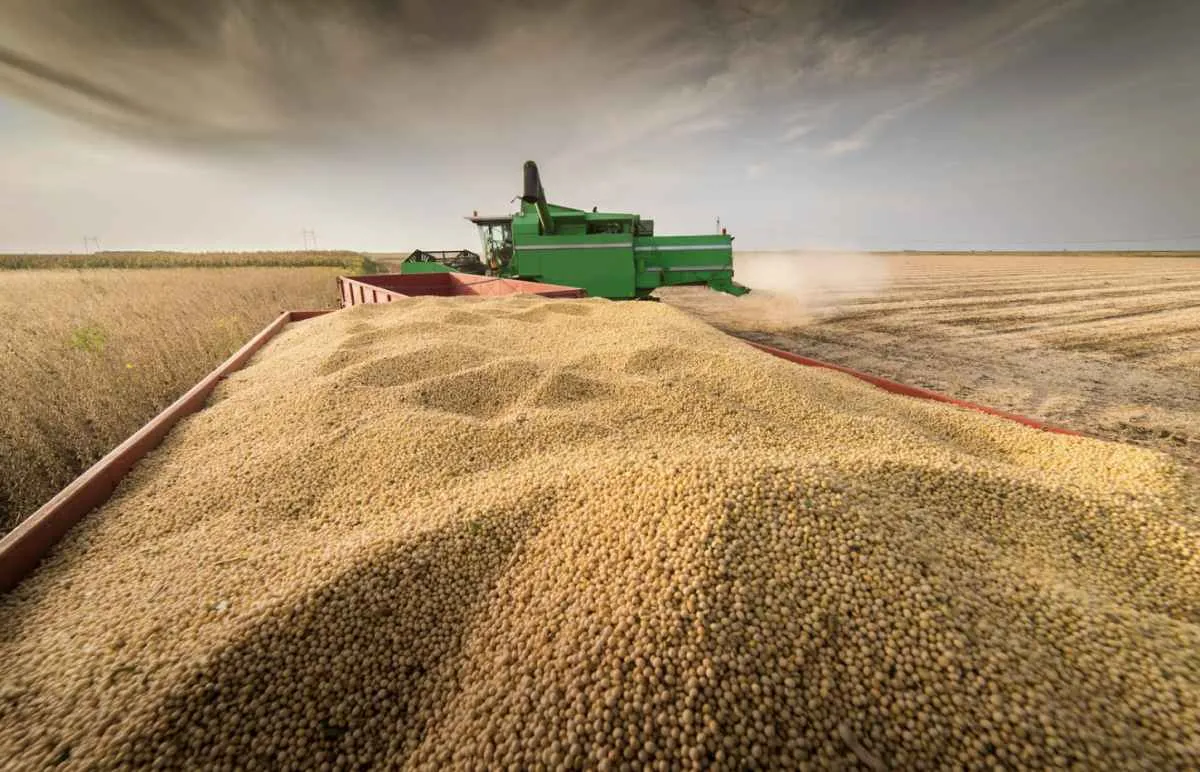 Avanço da colheita e maior oferta pressionam preços da soja