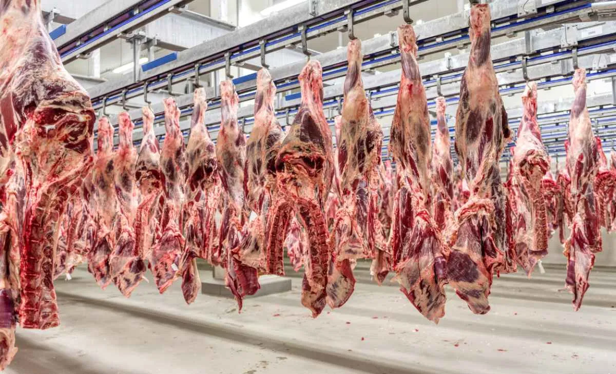 Produção animal registra crescimento no 1º trimestre de 2025