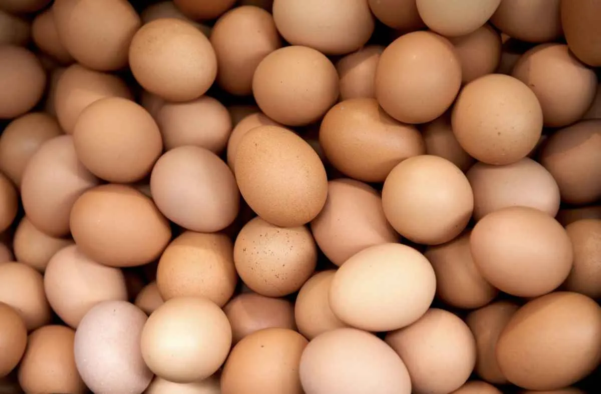 ABPA garante segurança no consumo de frango e ovos, mesmo com casos de gripe aviária