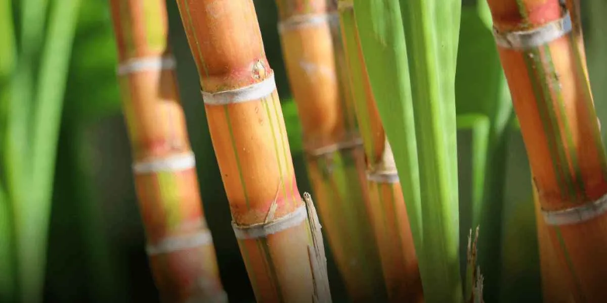 Conab estima aumento de produtividade da cana-de-açúcar no Nordeste