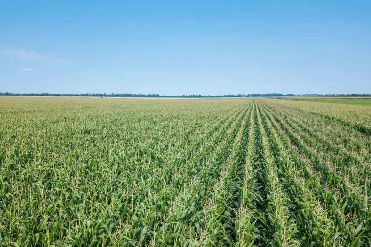 Área tratada por defensivos agrícolas cresce 1,8% no primeiro trimestre de 2025 no Brasil