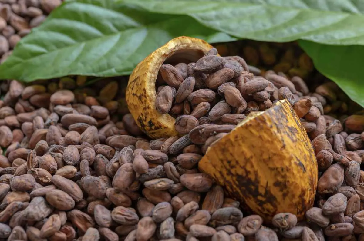 Demanda de Páscoa impulsiona cacau em abril, mas preços seguem abaixo do ano passado