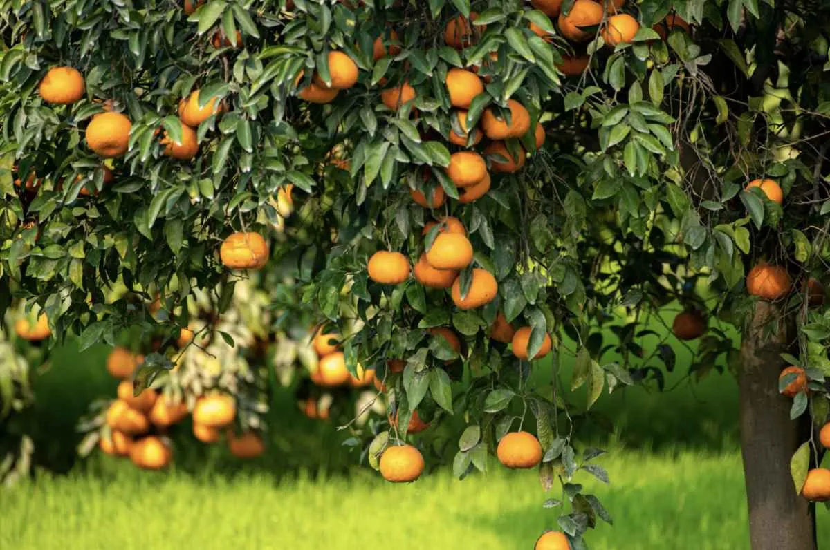 Custo em alta e avanço do greening ameaçam viabilidade da produção de laranja em 2025/26