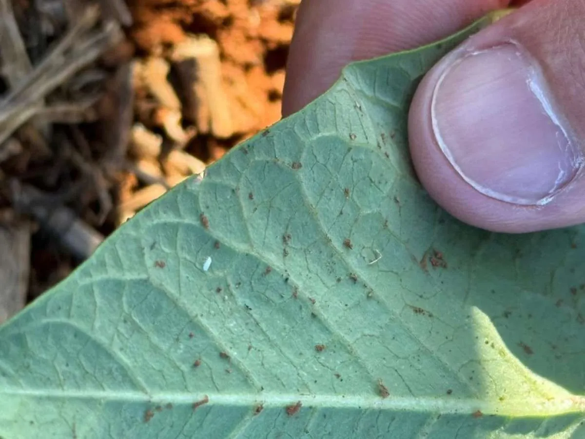 Agrodefesa monitora mosca-branca e viroses do feijoeiro em 12 municípios de Goiás
