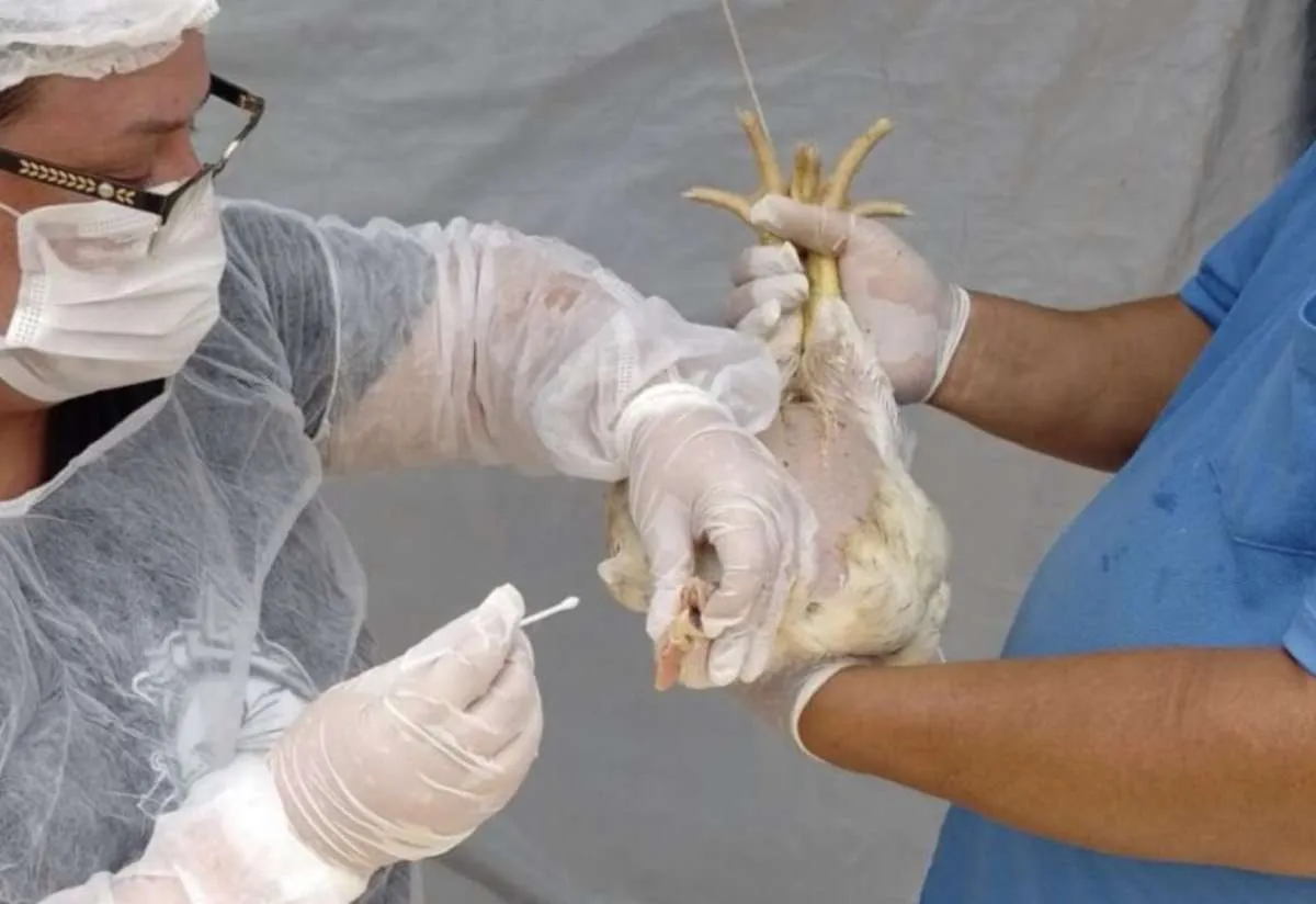 Estado de Goiás declara emergência zoossanitária para prevenir gripe aviária