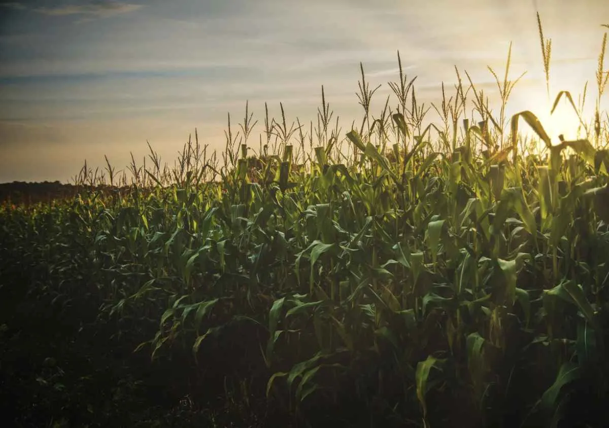 Produção do milho 2ª safra custa R$ 4,4 mil por hectare em Mato Grosso do Sul