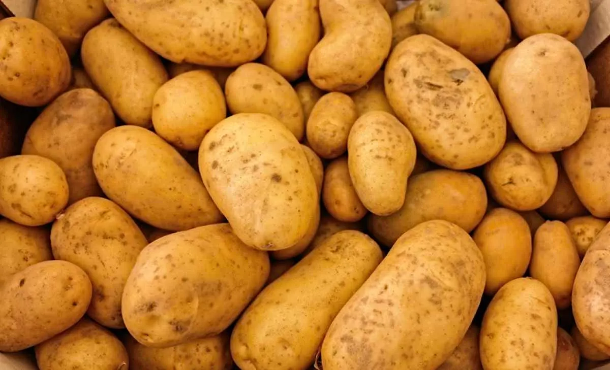 Novos zoneamentos climáticos devem expandir cultivo de batata para consumo e indústria