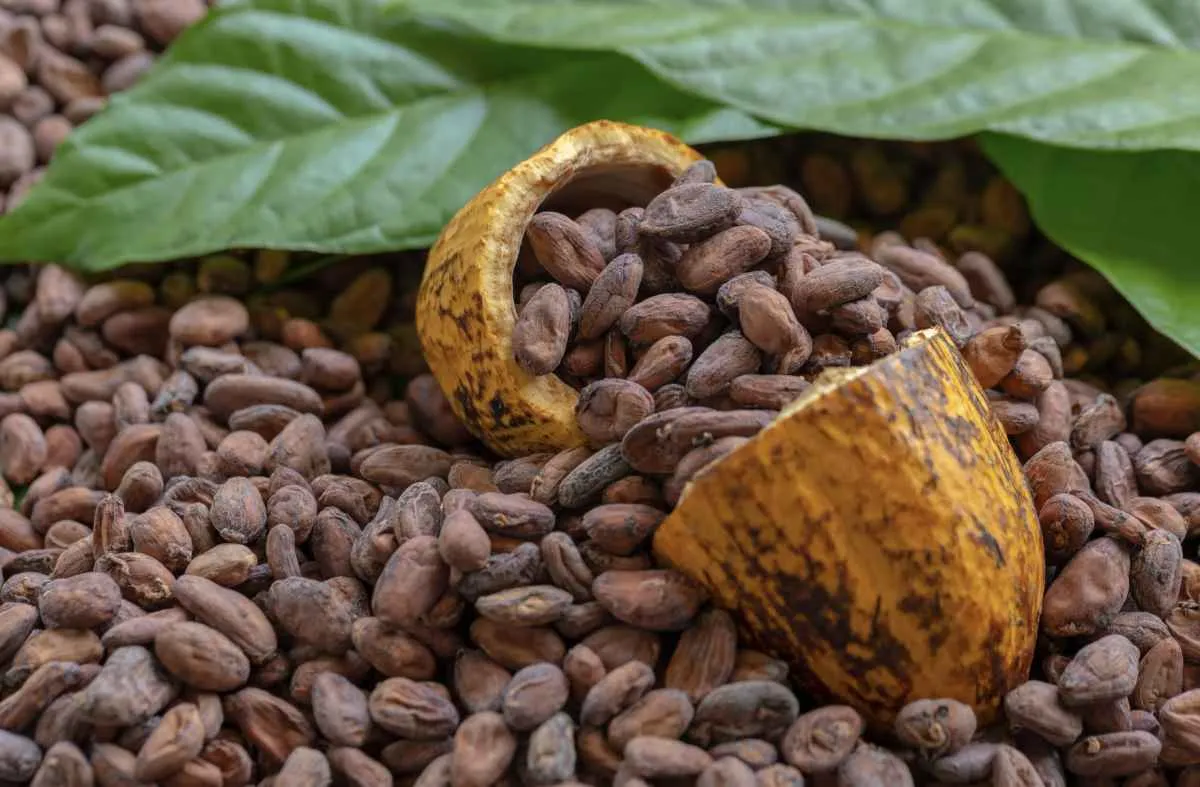 Mercado de cacau segue volátil com chuvas acima da média na África e queda na demanda