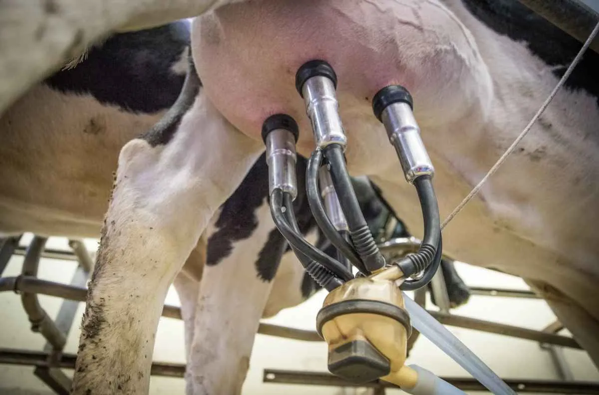 Produção de leite avança no primeiro trimestre de 2025, mesmo com queda sazonal