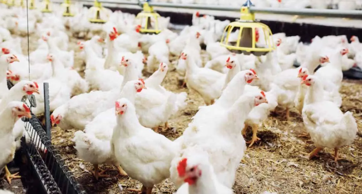 Realocação de oferta para o mercado interno derruba preços da carne de frango
