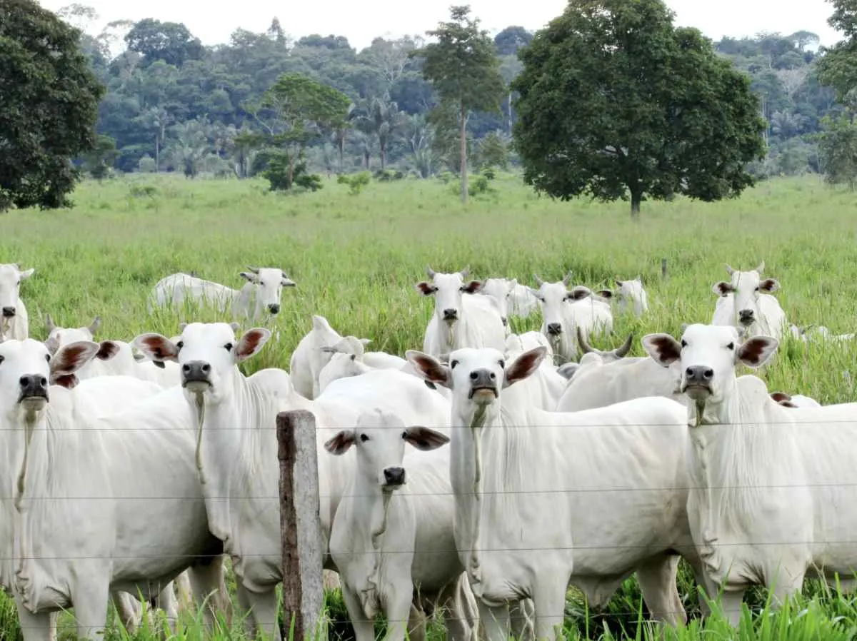 Proteínas animais enfrentam margens apertadas, gripe aviária e reposição desafiadora