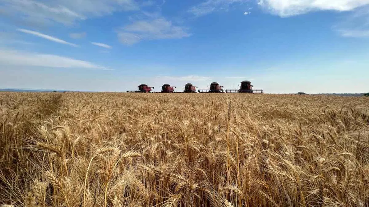 Setor de moagem de trigo avança e atinge 13 milhões de toneladas em 2024