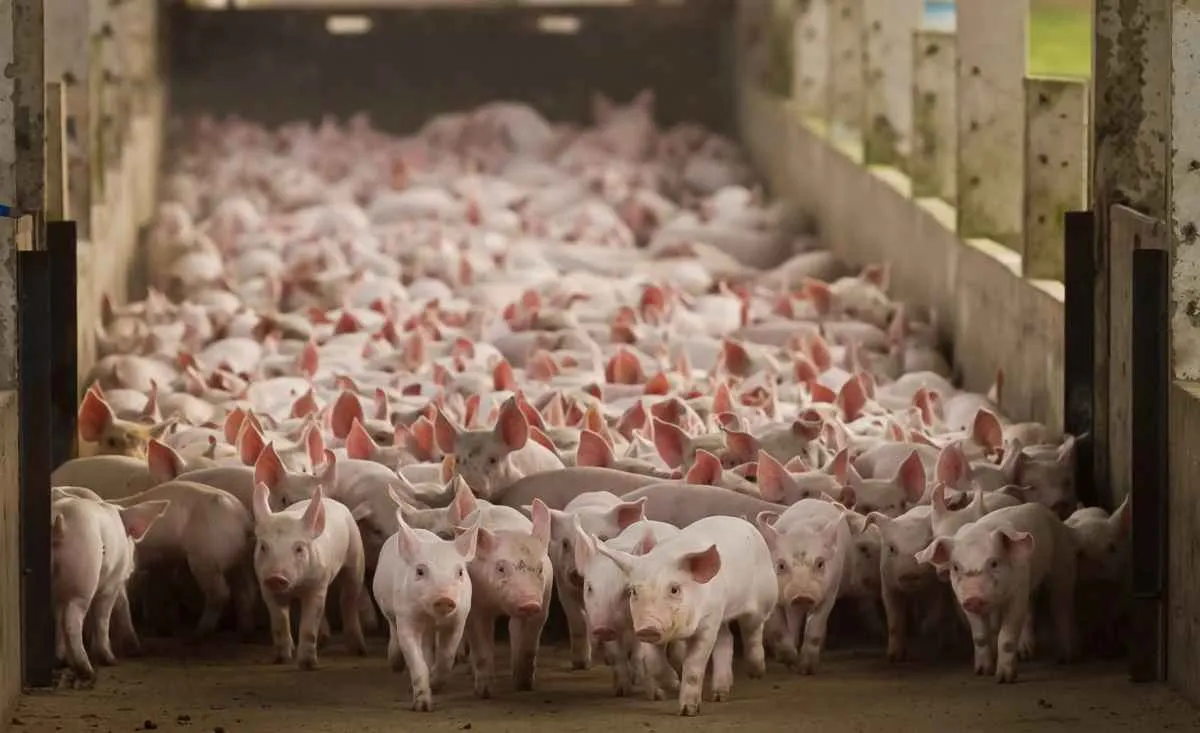 Setor suinícola avança na segunda quinzena de maio com leves oscilações nos preços