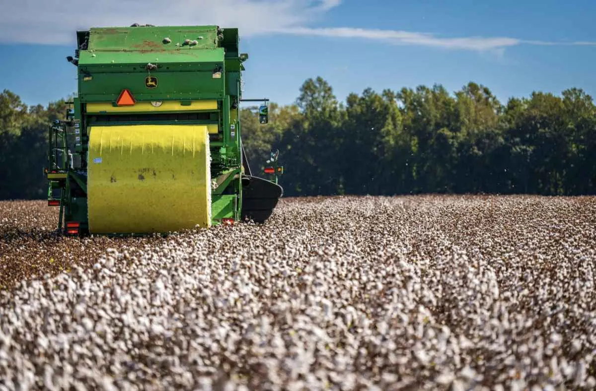 Safra de algodão 2024/25 caminha para novo recorde de produção e exportação no Brasil