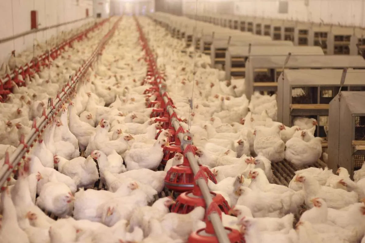 Setor reforça controle e transparência após foco de H5N1 no RS