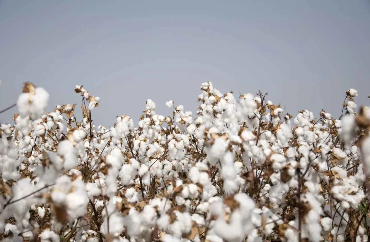 Chuvas beneficiam lavouras de algodão e produção deve crescer