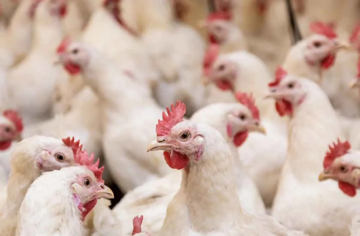 Governo federal investiga 11 casos suspeitos de gripe aviária