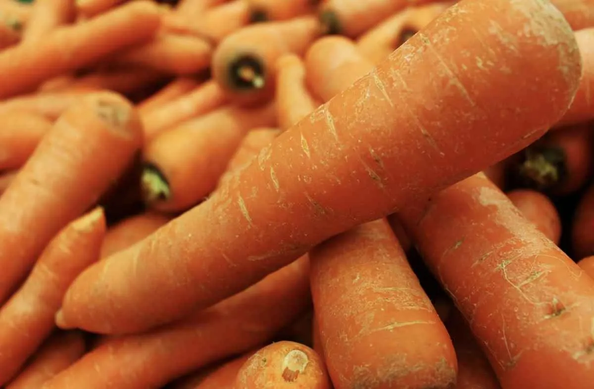 Cenoura tem forte queda de preço na safra de verão em São Gotardo