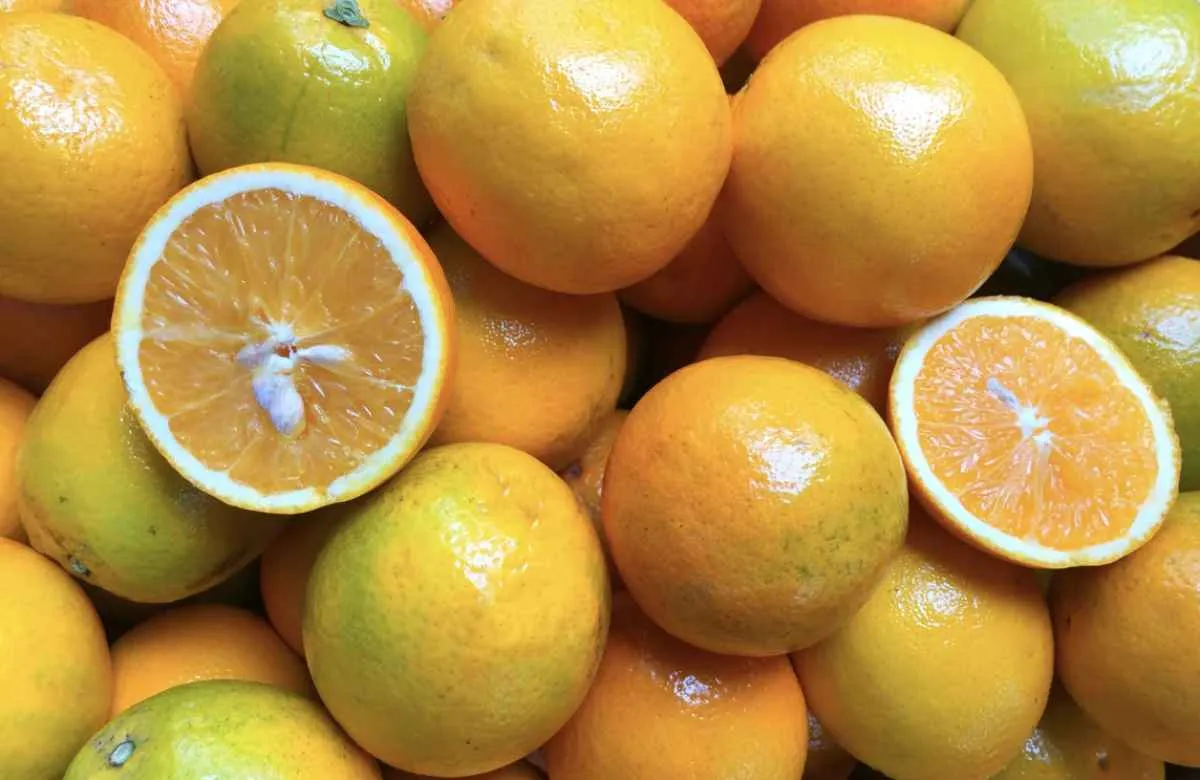 Safra de precoces e clima ameno pressionam queda na cotação da laranja pera