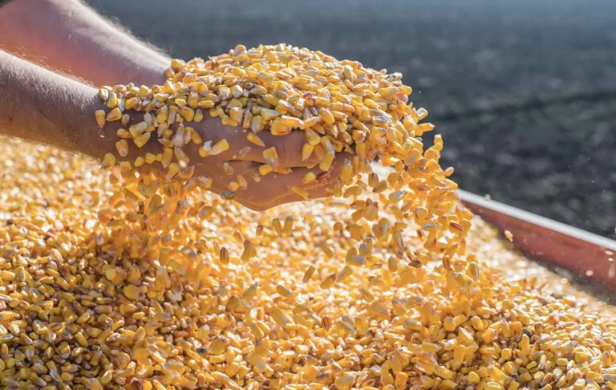 Preços do milho mostram variações mistas no mercado futuro