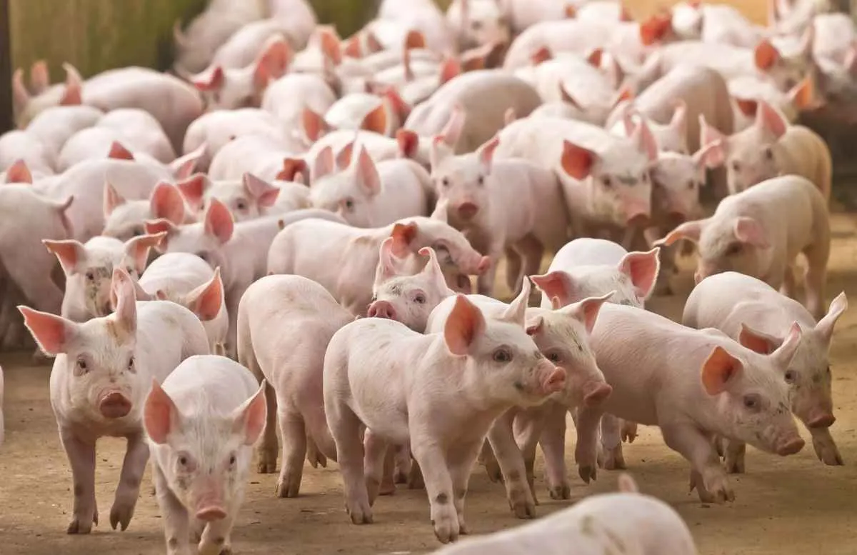 Nova plataforma fortalece biosseguridade em granjas de suínos no Paraná