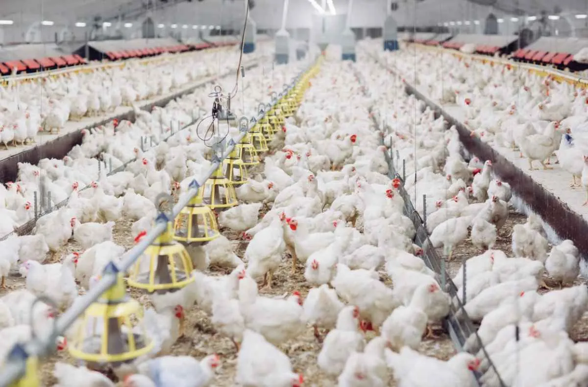 Preço do frango dispara no Sul e legumes sobem quase 12% no Brasil