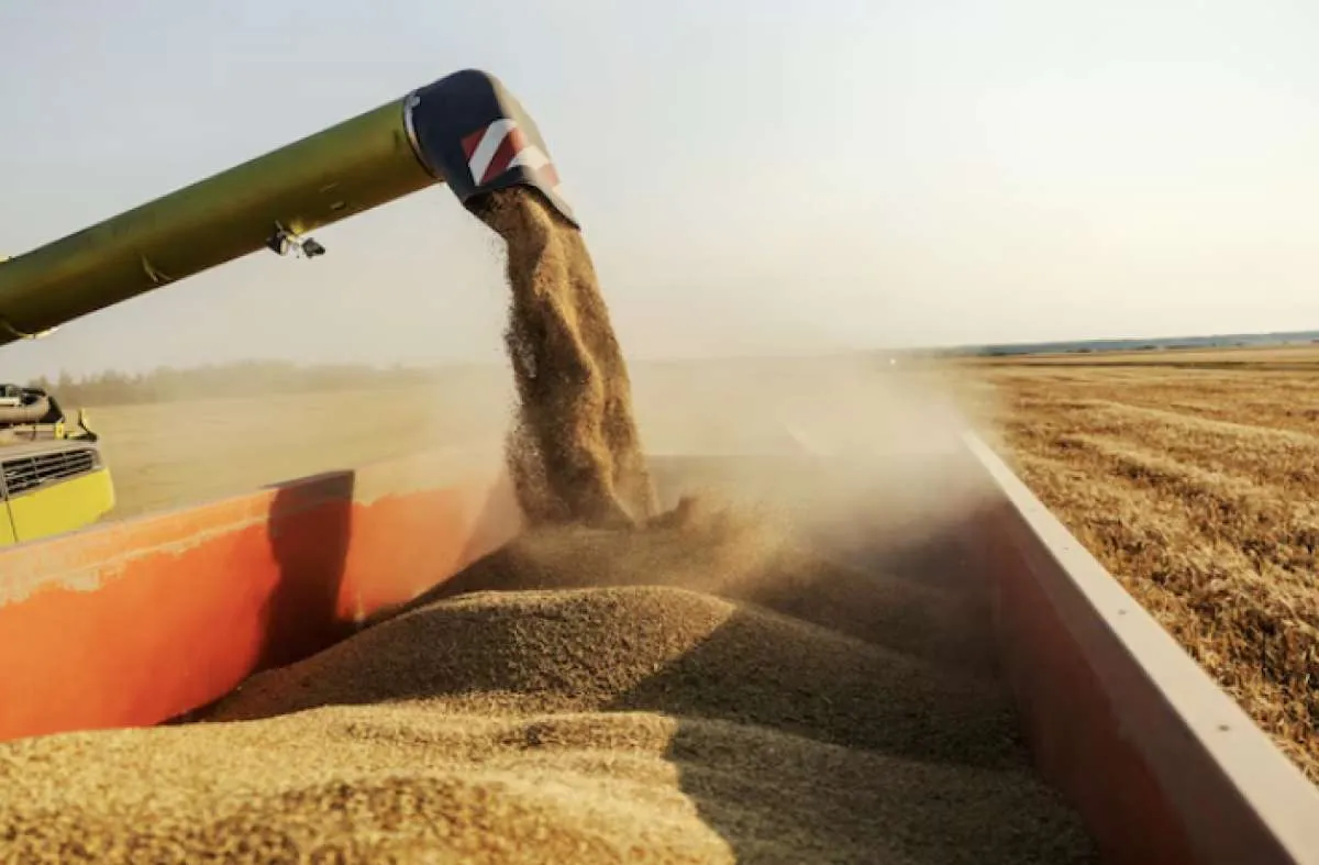 RS encerra colheita da soja com perdas e mercado travado