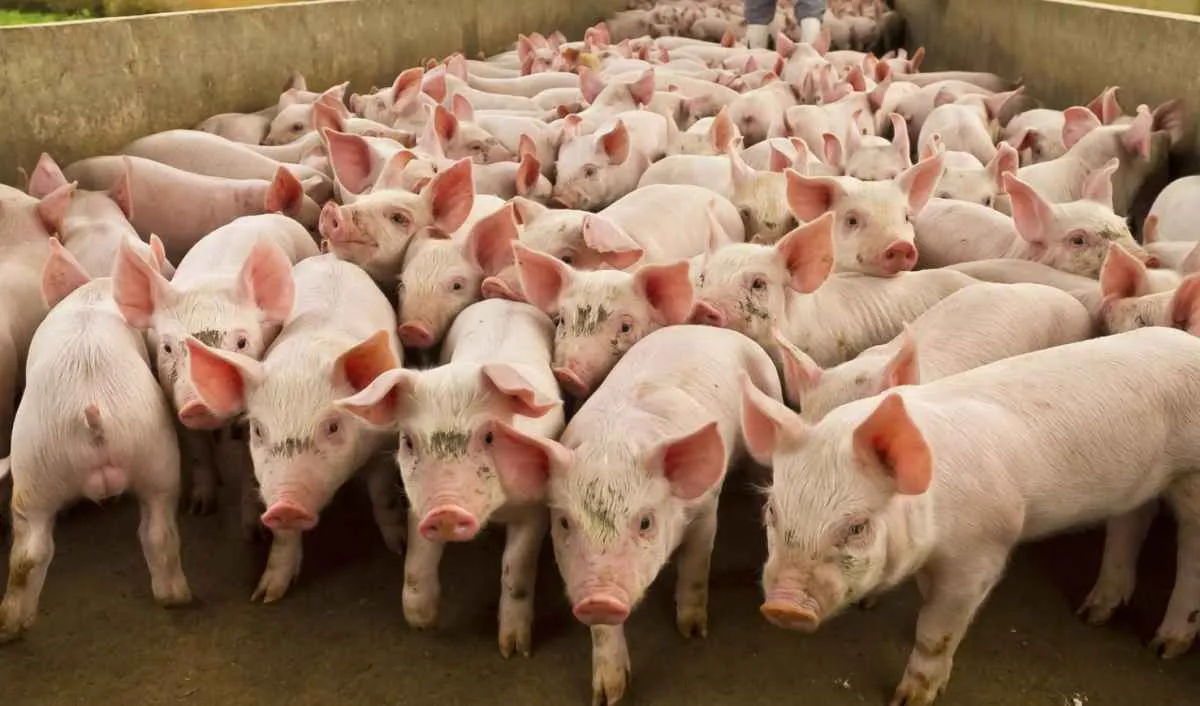 Demanda fraca no fim do mês pressiona preços do suíno e da carne