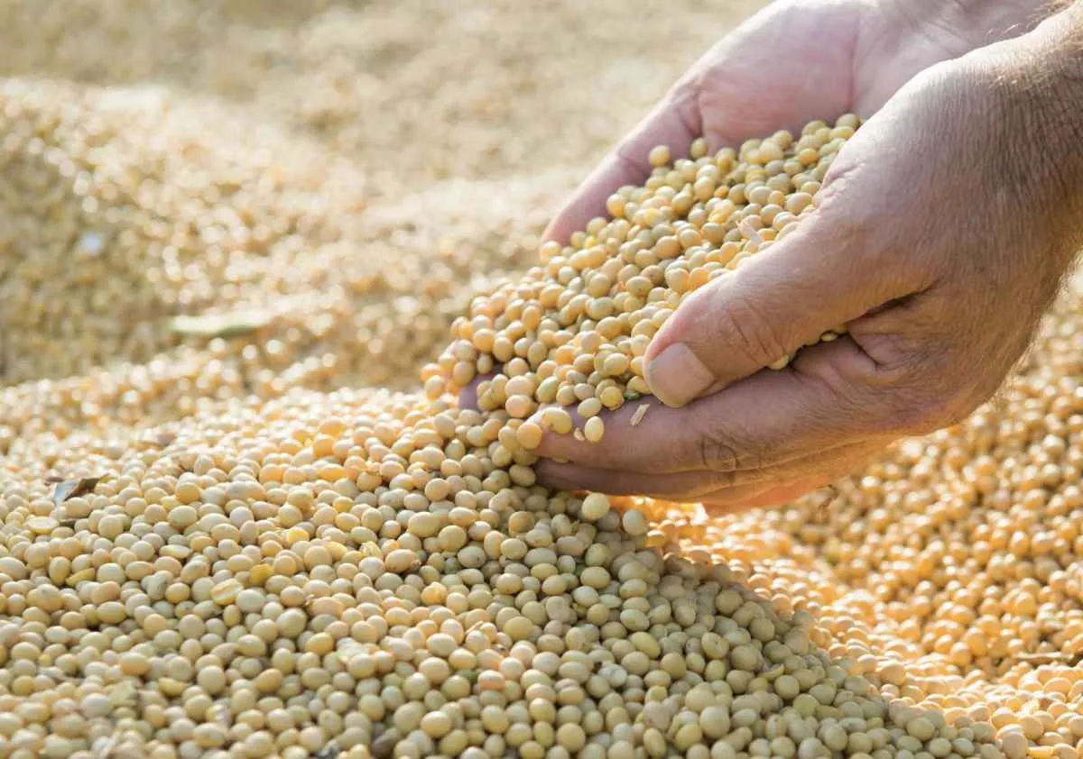 Mercado da soja inicia a semana em alta com atenção ao clima e à gripe aviária