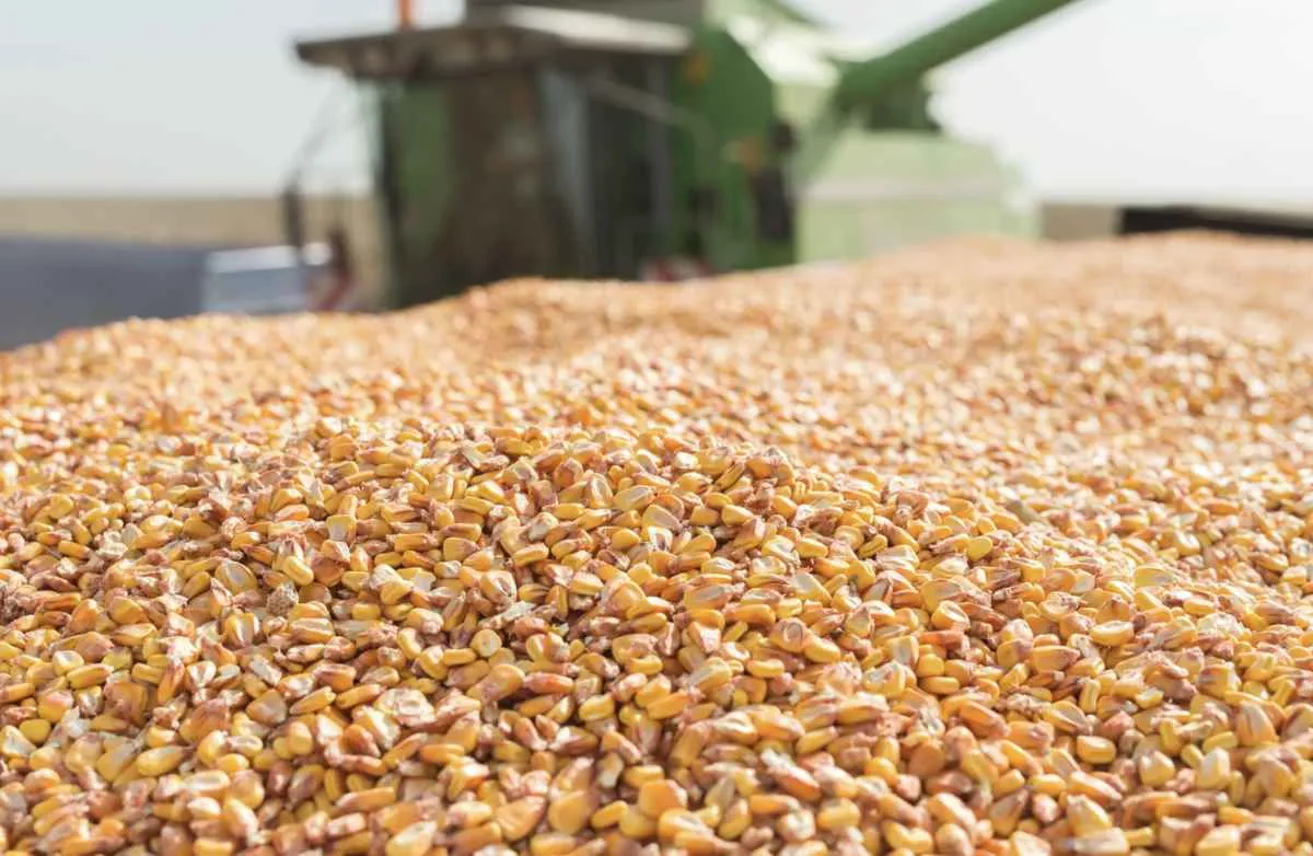 PIB cresce 1,4% com força do agro no 1º trimestre de 2025