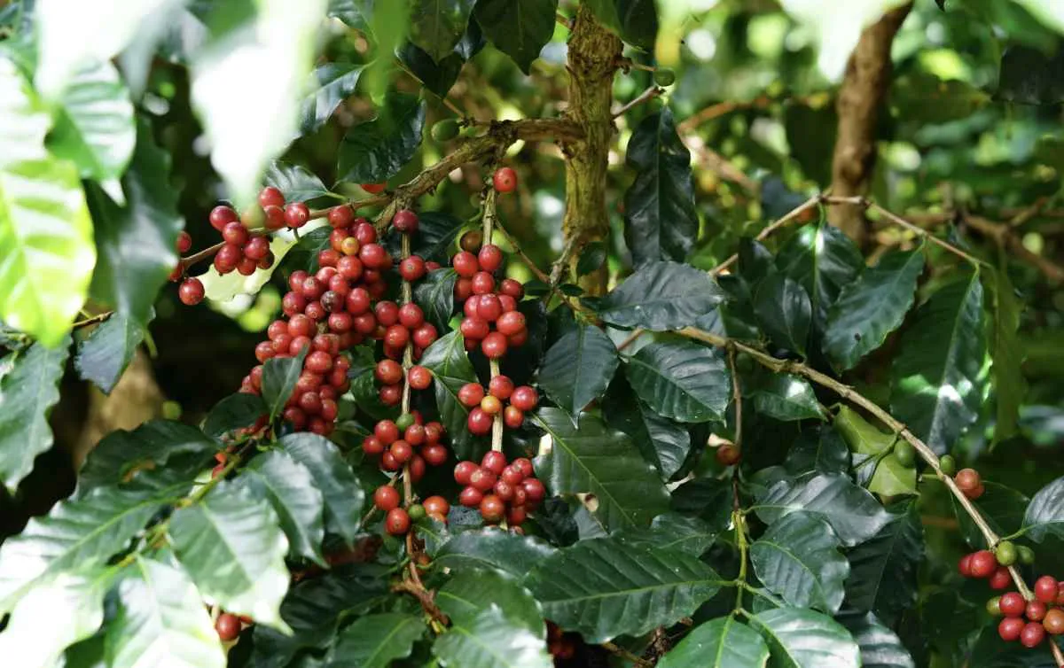 Falta de chuva e temperatura alta causaram estresse térmico no café no Paraná
