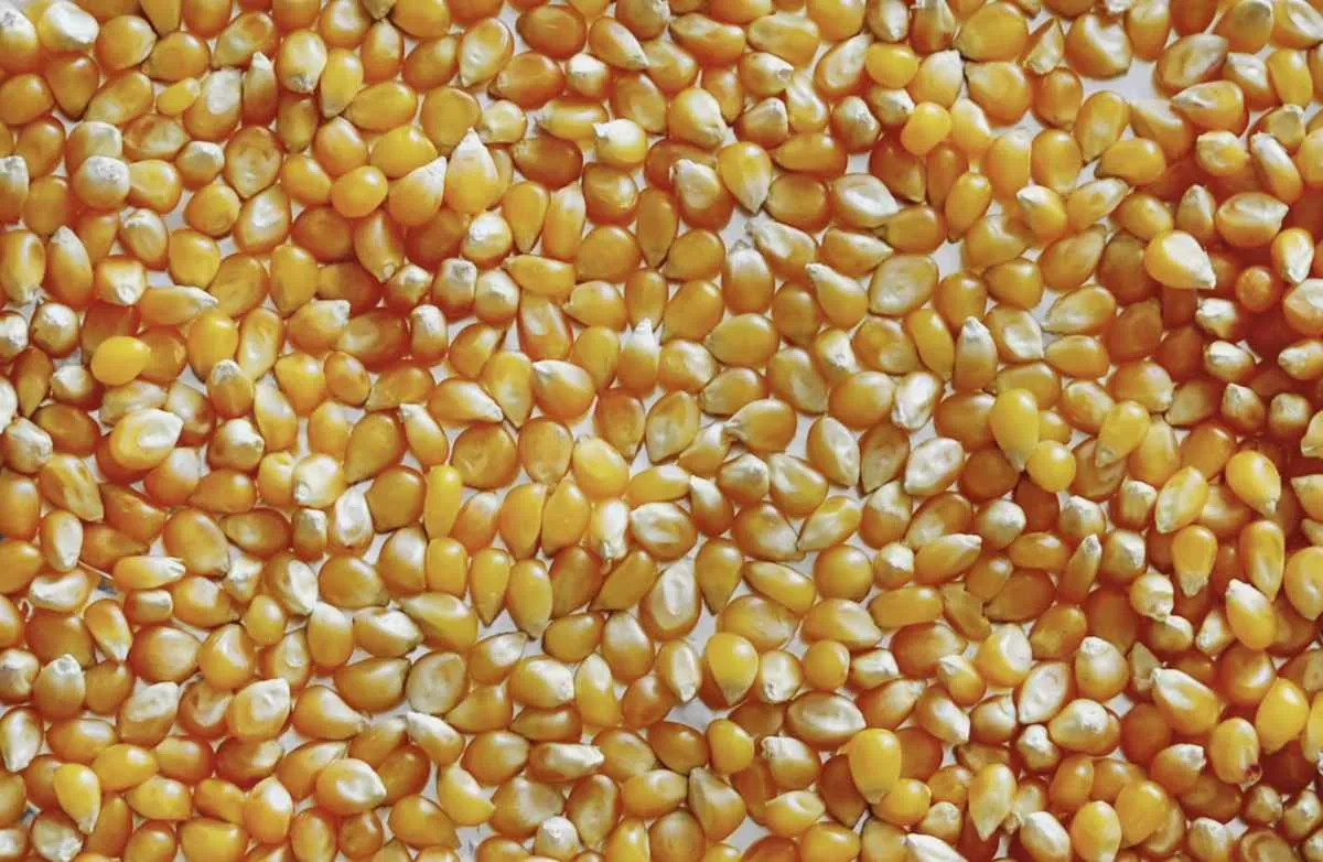 Alta oferta de milho mantém cotações pressionadas no Brasil