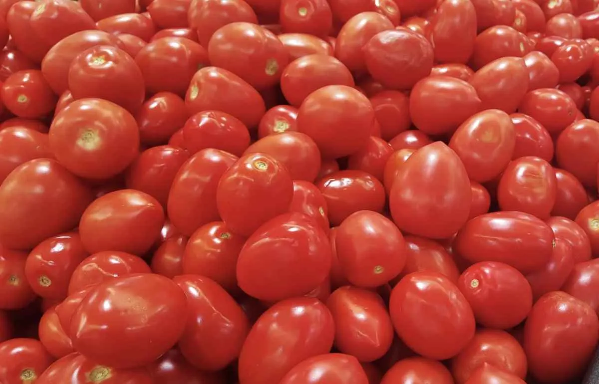 Colheita de inverno e menor demanda reduzem preços do tomate