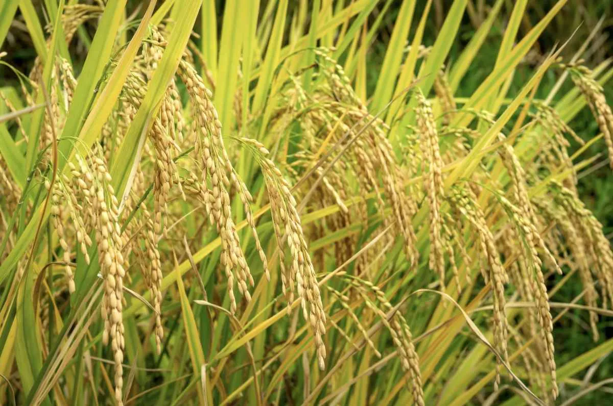 Colheita do arroz está praticamente finalizada no RS