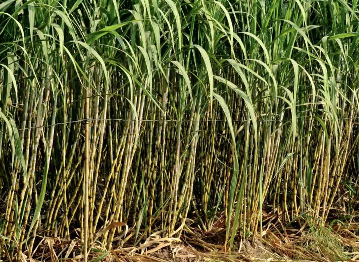 Paraná inicia colheita da cana com expectativa de leve alta em 2025