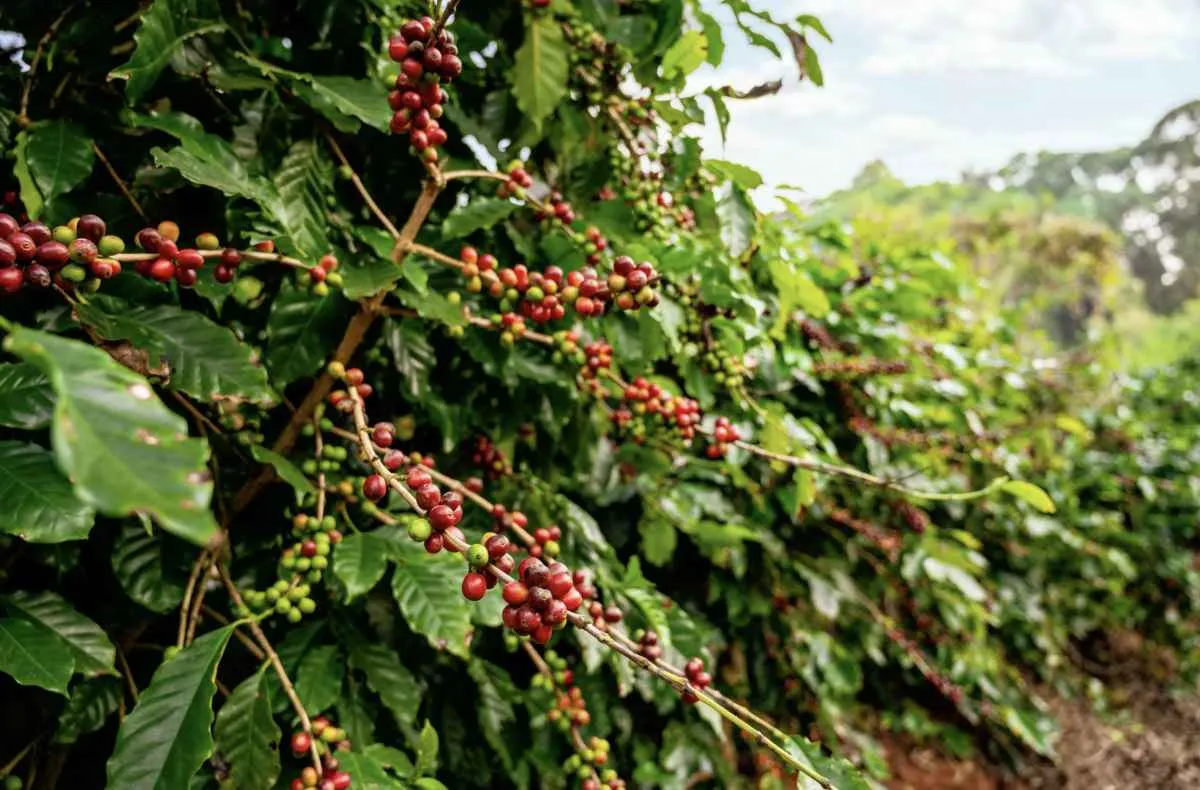 Colheita do café da safra 2025/26 começa no Brasil com preços instáveis