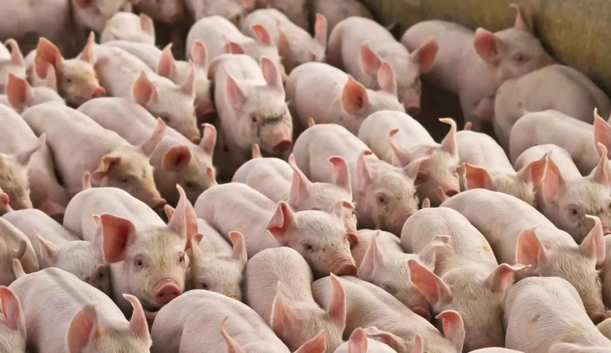 Preços do suíno e da carne recuam em abril, mas seguem 20% acima de 2023