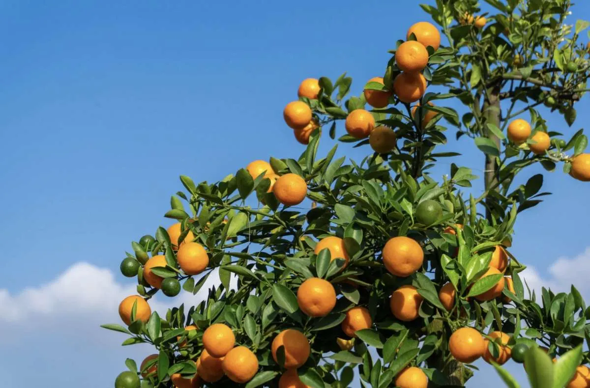Alta na produção de laranja em 2025/26 traz alívio para estoques de suco