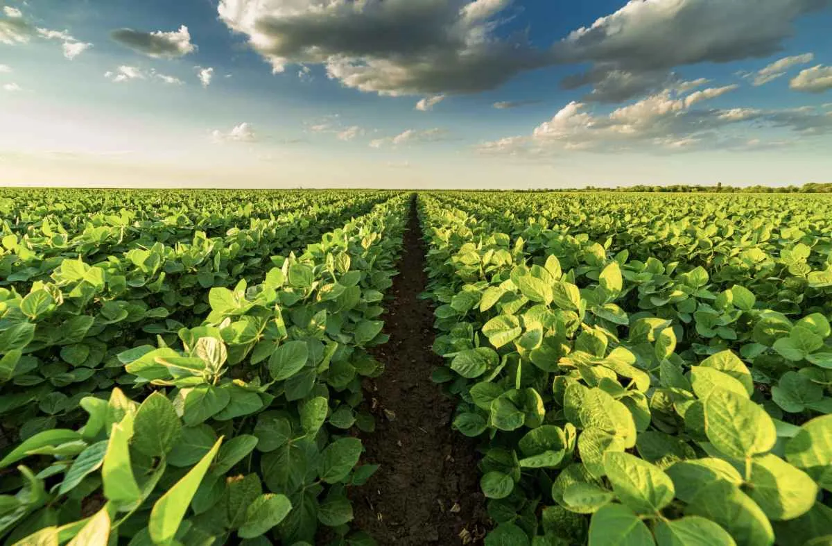CNA projeta VBP da agropecuária em R$ 1,53 trilhão para 2025