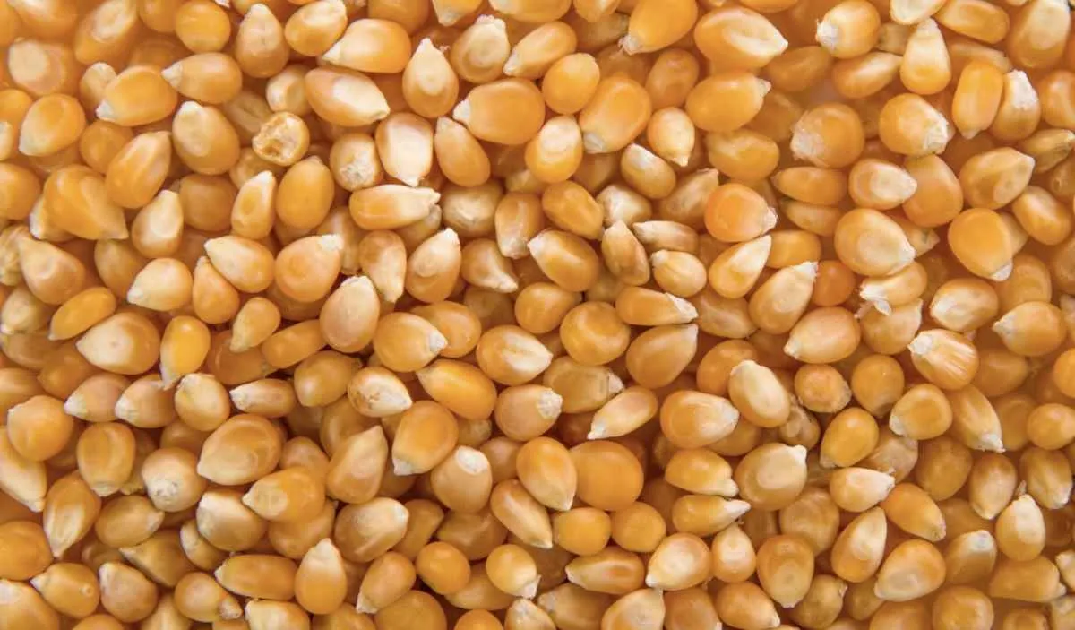 Clima positivo pressiona preço do milho e mantém compradores afastados