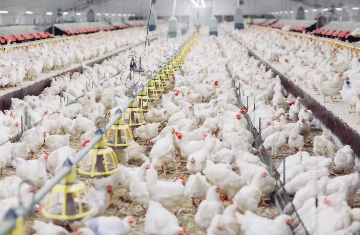 Exportações de carne de aves seguem impactadas após caso de gripe aviária no RS