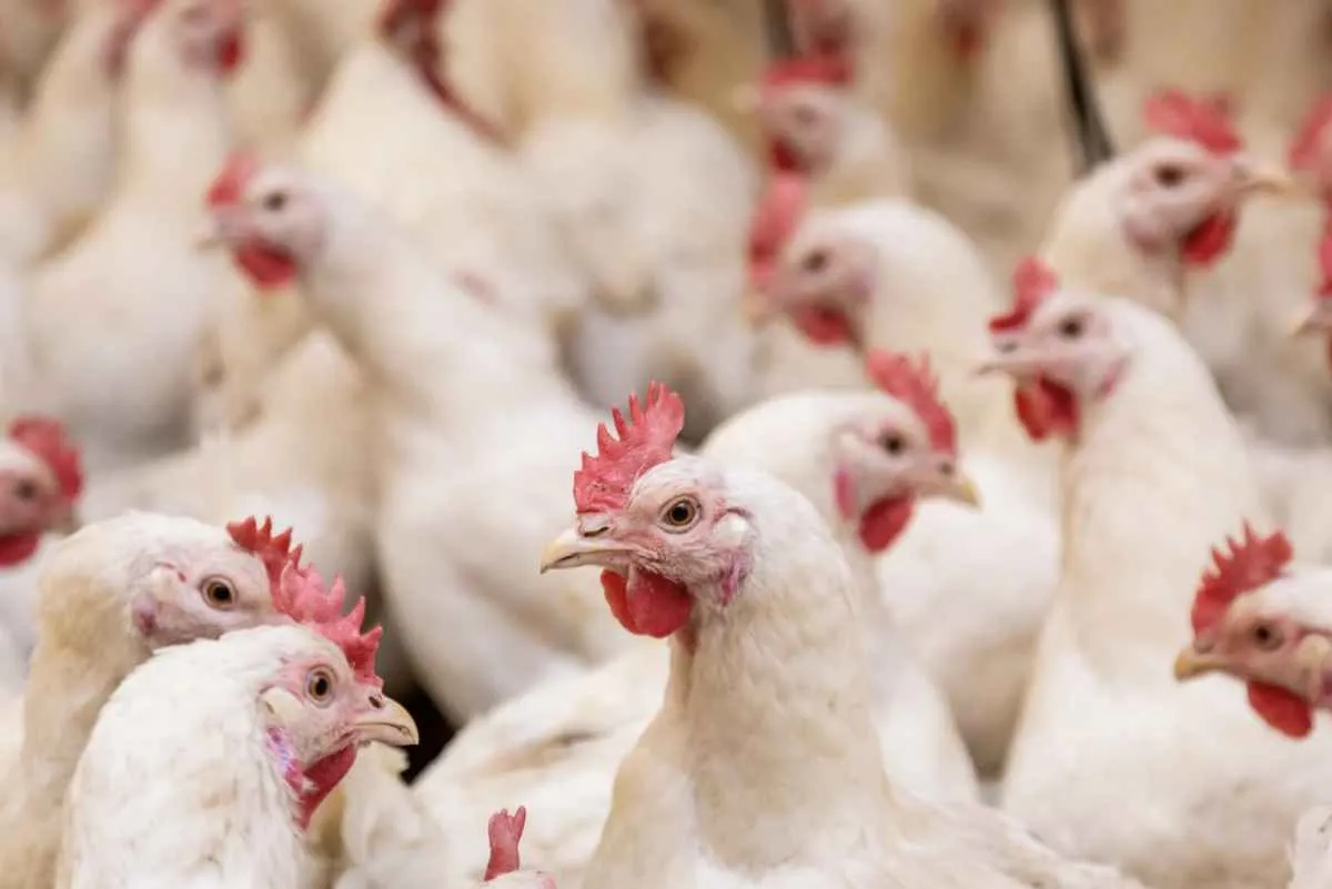Países mantêm restrições à carne de aves brasileira após foco de gripe aviária no RS