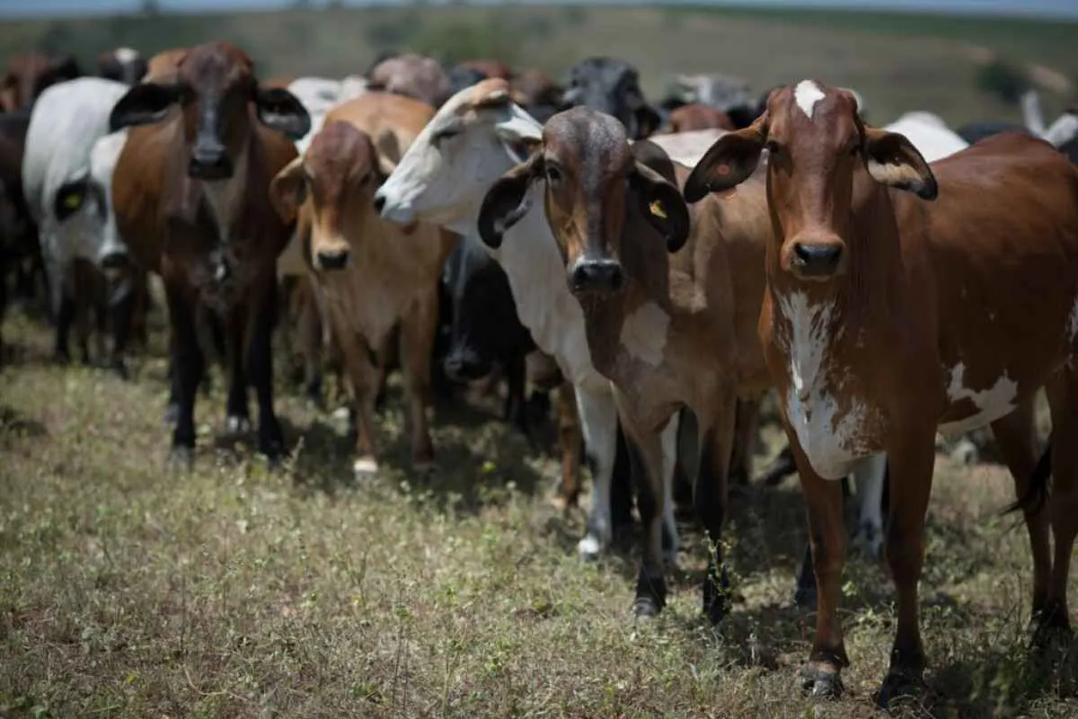Nova normativa em Goiás reforça controle contra brucelose e tuberculose em bovinos e bubalinos