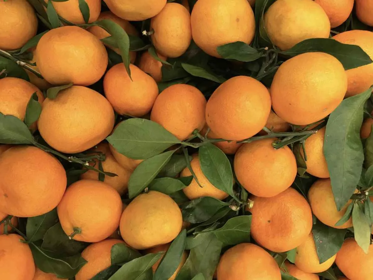 Negociações com laranja da safra 2025/26 seguem em ritmo lento